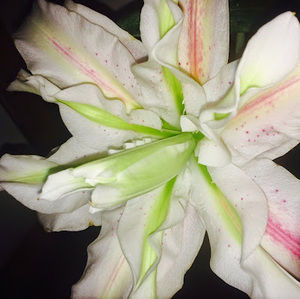 Meet your Posher, Morgan